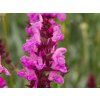Salvia Rose Marvel (2)