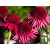 Echinacea Delicious Candy (1)