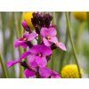 Erysium Bowles Mauve