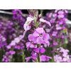 123242 3 tryzel linifolium bowles mauve