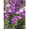 123242 2 tryzel linifolium bowles mauve