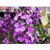 123242 1 tryzel linifolium bowles mauve