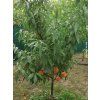 Broskvoň 'Romea'- kontejner  Prunus persica 'Romea'