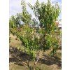 Broskvoň 'Ufo 4' - kontejner  Prunus persica 'Ufo 4'