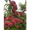 Broskvoň 'Ufo 4' - kontejner  Prunus persica 'Ufo 4'