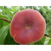 Broskvoň 'Ufo 4' - kontejner  Prunus persica 'Ufo 4'