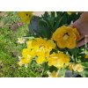 Tulipán 'Akebono'  Tulipa 'Akebono'