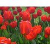 Tulipán 'Apeldoorn'  Tulipa 'Apeldoorn'