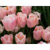 123419 1 apricot beauty