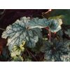 Heuchera Corrnetto (1)