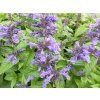 Šanta NEPTUNE 'Bokratune'- Nepeta NEPTUNE 'Bokratune'  Nepeta NEPTUNE 'Bokratune'