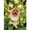 Divizna �Dark Eyes�- Verbascum �Dark Eyes� (Balen� kontejner p17, v��ka 35cm)