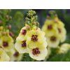 Verbascum Dark Eyes
