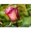 123860 1 123860 1 123860 1 123860 1 123860 1 rosa blue girl