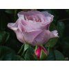 123860 2 123860 2 123860 2 123860 2 123860 2 rosa blue girl 1