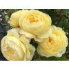 faustinia