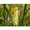 Kniphofia citrina (2)