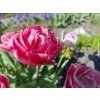 Tulipán 'Voque'  Tulipa 'Vogue'