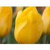 Tulipán 'Jan Van Nes'  Tulipa 'Jan Van Nes'