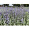 Perovskie lebedolistá 'Prime Time' - Perovskia atriplicifolia 'Prime Time'  Perovskia atriplicifolia 'Prime Time'