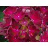 Hydrangea macrophylla Hy Pe Original 'Mophead Red' (1)