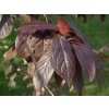 Červená slivoň 'Hollywood' - kontejner  Prunus cerasifera 'Hollywood'