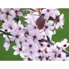 Červená slivoň 'Hollywood' - kontejner  Prunus cerasifera 'Hollywood'