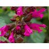 Šalvěj Salgoon® 'Lake Flamingo' - Salvia Salgoon® 'Lake Flamingo'  Salvia Salgoon® 'Lake Flamingo'