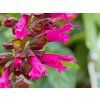 Šalvěj Salgoon® 'Lake Flamingo' - Salvia Salgoon® 'Lake Flamingo'  Salvia Salgoon® 'Lake Flamingo'