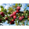 Švestkomeruňka 'Putišetvenica'  Prunus x hybrid 'Putišetvenica'