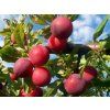 Švestkomeruňka 'Putišetvenica'  Prunus x hybrid 'Putišetvenica'
