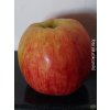 Jabloň 'Kidd's Orange Red'  Malus domestica 'Kidd´s Orange Red'