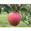 Jabloň 'Kidd's Orange Red'  Malus domestica 'Kidd´s Orange Red'