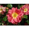 Rosa Bajazzo 2019 06 05 8315