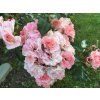124523 1 ruze rosenstadt freising