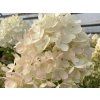 Hortenzie latnatá Living 'Milk & Honey'®  Hydrangea paniculata Living 'Milk & Honey'®