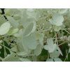 Hortenzie latnatá Living 'Milk & Honey'®  Hydrangea paniculata Living 'Milk & Honey'®