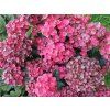 Hydrangea macrophylla Rebellion Pistachio Love 20240723 4
