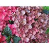 Hydrangea macrophylla Rebellion Pistachio Love 20240723 2