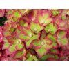 Hydrangea macrophylla Rebellion Red Love 20240702 4