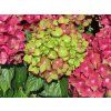 Hydrangea macrophylla Rebellion Red Love 20240723 3