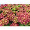 Hydrangea macrophylla Rebellion Red Love 20240702 3