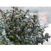 Houx Ilex meserveae Gentle Annys Dwarf copyright 17193 5