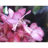 Hydrangea Eclips (2)