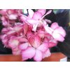 Hydrangea Eclips (1)