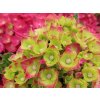 Hydrangea macrophylla Rebellion Choco Love 20240702 2