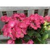 Hydrangea macrophylla Rebellion Dark Pink Love 20240707 1