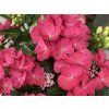 Hydrangea macrophylla Rebellion Dark Pink Love 20240707 2
