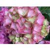 Hydrangea macrophylla Rebellion Pink Love 20240707 2