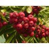 Jeřáb 'Likernaja' - kontejner  Sorbus aucuparia ´Likernaja´